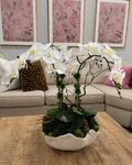The Camillia