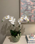 The Gardenia